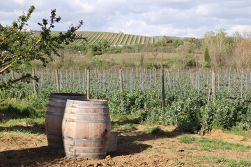  Wooden barrels for wine in a vineyard in spring, Italy, Tuscany