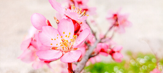 Almond tree flowers blooming in spring.