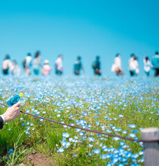 海浜公園に咲くネモフィラ