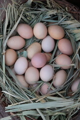 eggs in the nest