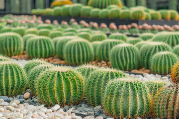 Large variety of cacti echinocactus grusonii in garden arid climate