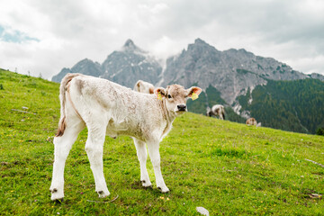 Cute Little Cow Calf Standing on the Pasture in the Mountain Landscape