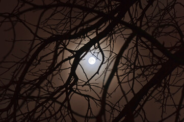 The full moon at night through the tree branches