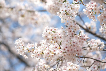 SONY DSC