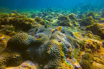Vibrant underwater landscape showcasing a prominent brain coral with a fish hiding underneath amidst other marine life.