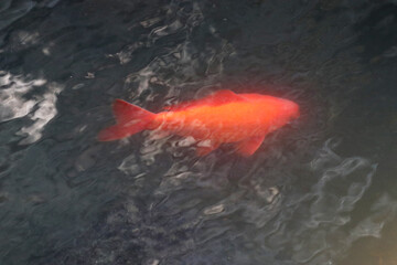 水の中を泳ぐ赤い鯉