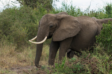 African elephant in the forest