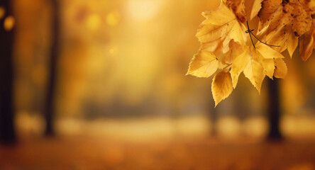 Naklejka na ściany i meble Blurred autumn nature background with golden leaves and sunlight 