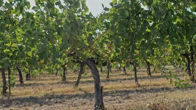 Beautiful green vine of white Sauvignon Blanc grapes in sunlight.