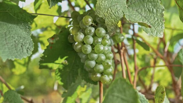 Perfect bunch of white wine grapes on a vine with leaves swaying in the wind. Close-up 