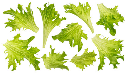 Frize salad leaves isolated on white background - obrazy, fototapety, plakaty