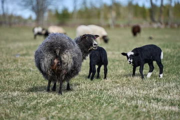 Foto op Aluminium Beautiful Gotland sheep with lambs and Dorper sheep crosses with lambs in a meadow on a sunny spring day on a farm in Skaraborg Sweden © LightTheurgist