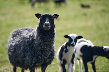 Beautiful Gotland sheep with lambs and Dorper sheep crosses with lambs in a meadow on a sunny spring day on a farm in Skaraborg Sweden - obrazy, fototapety, plakaty