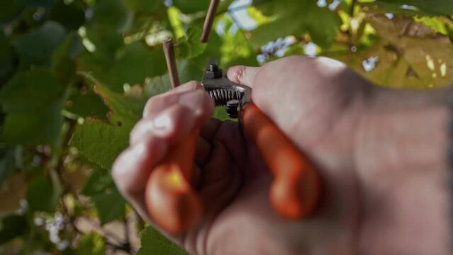 Secateurs in the hands of a gardener during harvesting in the ogrod. Close-up. Sunny weather 