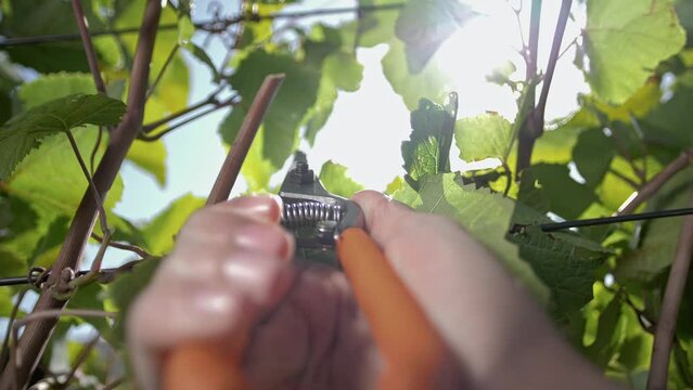 Grape grower cuts off a branch of a grapevine using a pruning shears in his hand. Close-up.