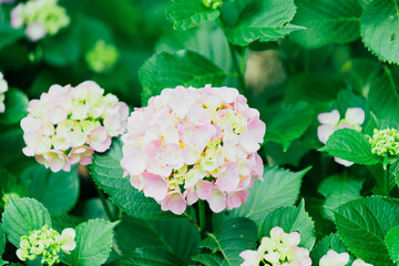 Fototapeta premium 鎌倉に咲く美しい紫陽花の花