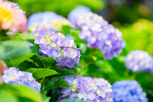 鎌倉に咲く美しい紫陽花の花