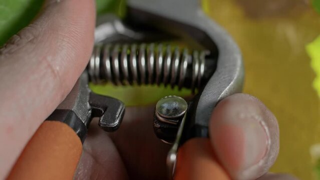 Compressible spring of a pruning shear in the hands of a vineyard worker during harvesting. Macro 
