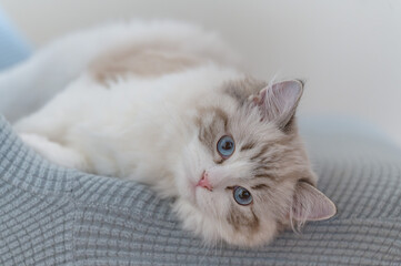 Adorable Ragdoll kitten with bright blue eyes and soft fluffy fur. This gentle and affectionate breed is known for its calm temperament, silky coat, and sweet expression. Perfect for themes of pets, 