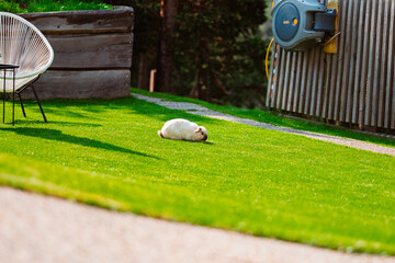 Cute White Easter Bunny in the Garden