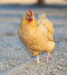 Buff orpington female chicken stepping lightly across the frost