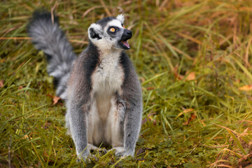 Fototapeta premium Ring-tailed lemur (Lemur catta) with an open mouth. A small lemur looking silly. It is endemic to the island of Madagascar, where it is endangered.