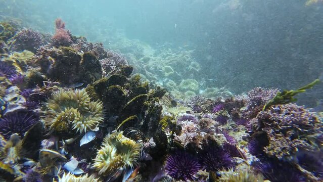 Purple Sea Urchin Covered California Coast Underwater Slow Motion 120fps