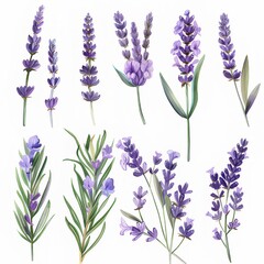 Naklejka premium A clipart illustration showing various types of watercolor lavender on a white background.
