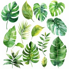 Fototapeta na wymiar A clipart illustration showing various watercolor tropical leaves on a white background.