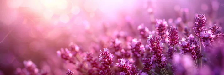 Rolgordijnen pink and purple  Lavender field background on blurred background, banner , copy space © Planetz
