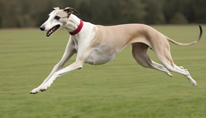 Obraz na płótnie Canvas A Graceful Greyhound Racing Across A Field