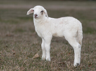 Standing white sheep lamb that is very young