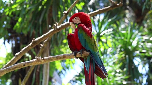 Beautiful red macaw parrot sits on a tree branch, ara, wild bird	
