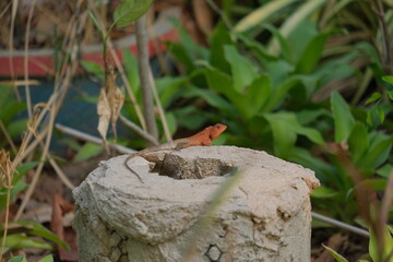 Chameleon in the garden