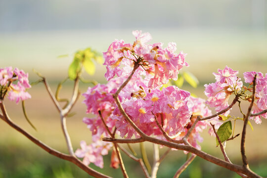 pink flowers ,Pink Tecoma or Pink Trumpet Tree in the garden