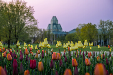 Yellow, orange and purple tulips on Major's Hill Park during the Canadian Tulip Festival, with the National Gallery of Canada museum behind and sunset sky, Ottawa, Ontario, Canada (May 2023).