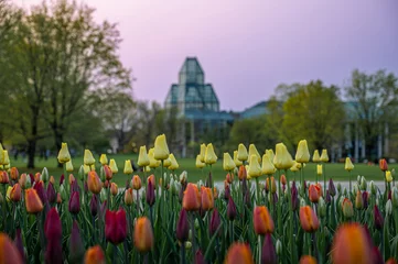 Rolgordijnen Yellow, orange and purple tulips on Major's Hill Park during the Canadian Tulip Festival, with the National Gallery of Canada museum behind and sunset sky, Ottawa, Ontario, Canada (May 2023). © J Duquette