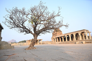 Ancient Plumeria alba tree in Vitthala Temple in Hampi