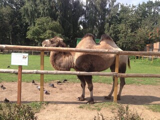 camel at a zoo