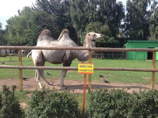 camel at a zoo