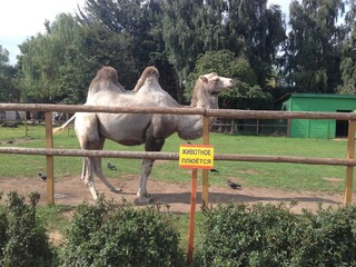 camel at a zoo