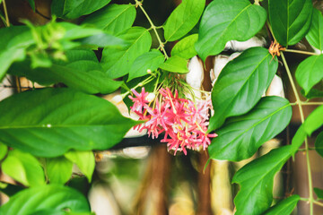 Combretum indicum are blooming and green leaf at summer,Combretum indicum flower are blooming and green leaf at summer,rangoon creeper