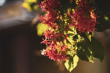 Combretum indicum are blooming and green leaf at summer,Combretum indicum flower are blooming and...