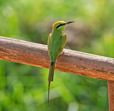 Little green bee-eater perched on fence in garden
