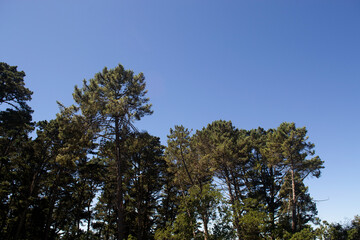 a forest of native trees on a mountain in southern Chile