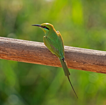 Little green bee-eater perched on fence in garden
