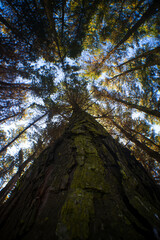 a forest of native trees on a mountain in southern Chile