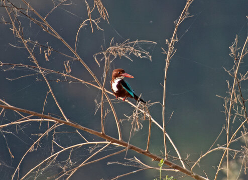 White-throated kingfisher perched on tree branch