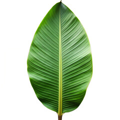 Banana leaf isolate on white background