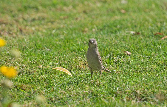 House sparrow stood on grass in garden